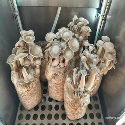 移动式（家用）智能果蔬种植方舱