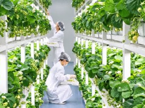 武汉公布数智垂直植物工厂案例，智慧种植拓展作物应用